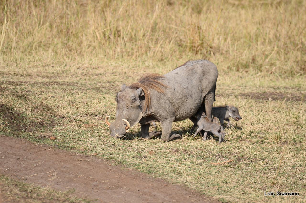 Phacochère/Warthog (5)