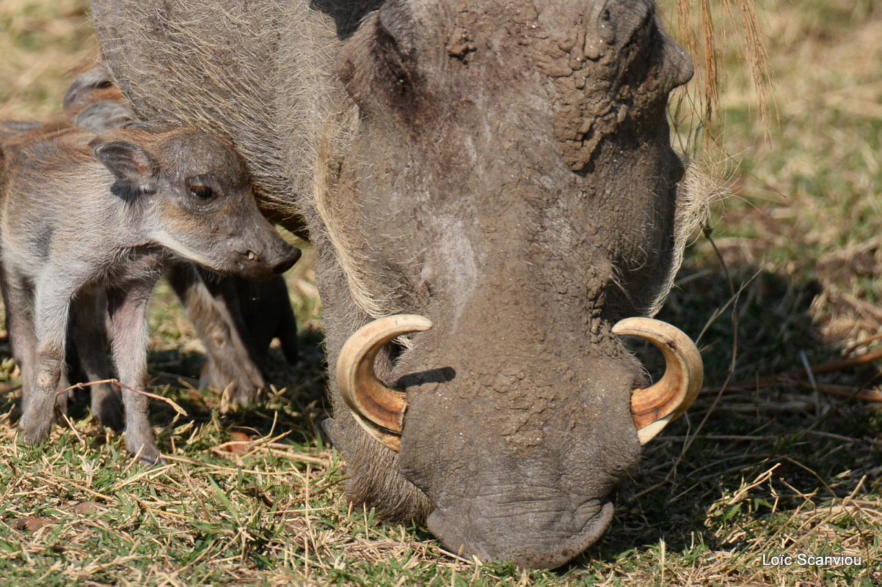 Phacochère/Warthog (6)
