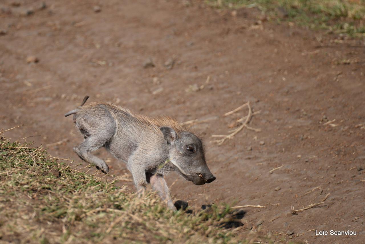 Phacochère/Warthog (7)