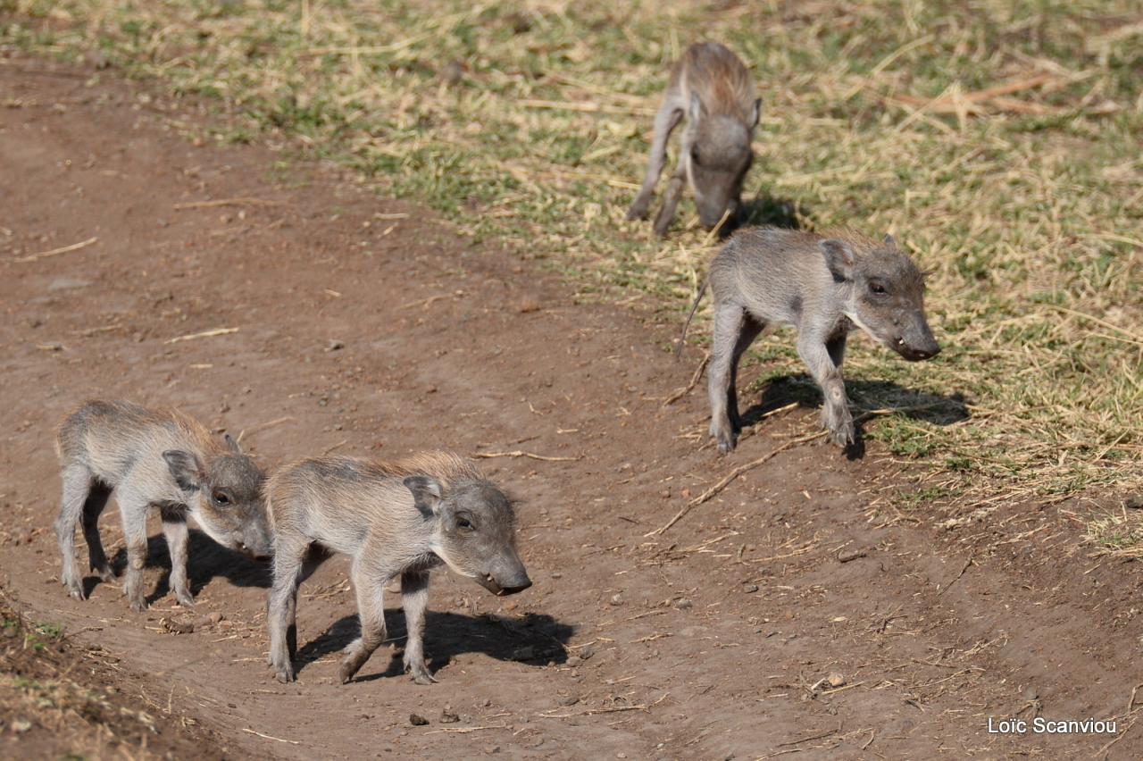 Phacochère/Warthog