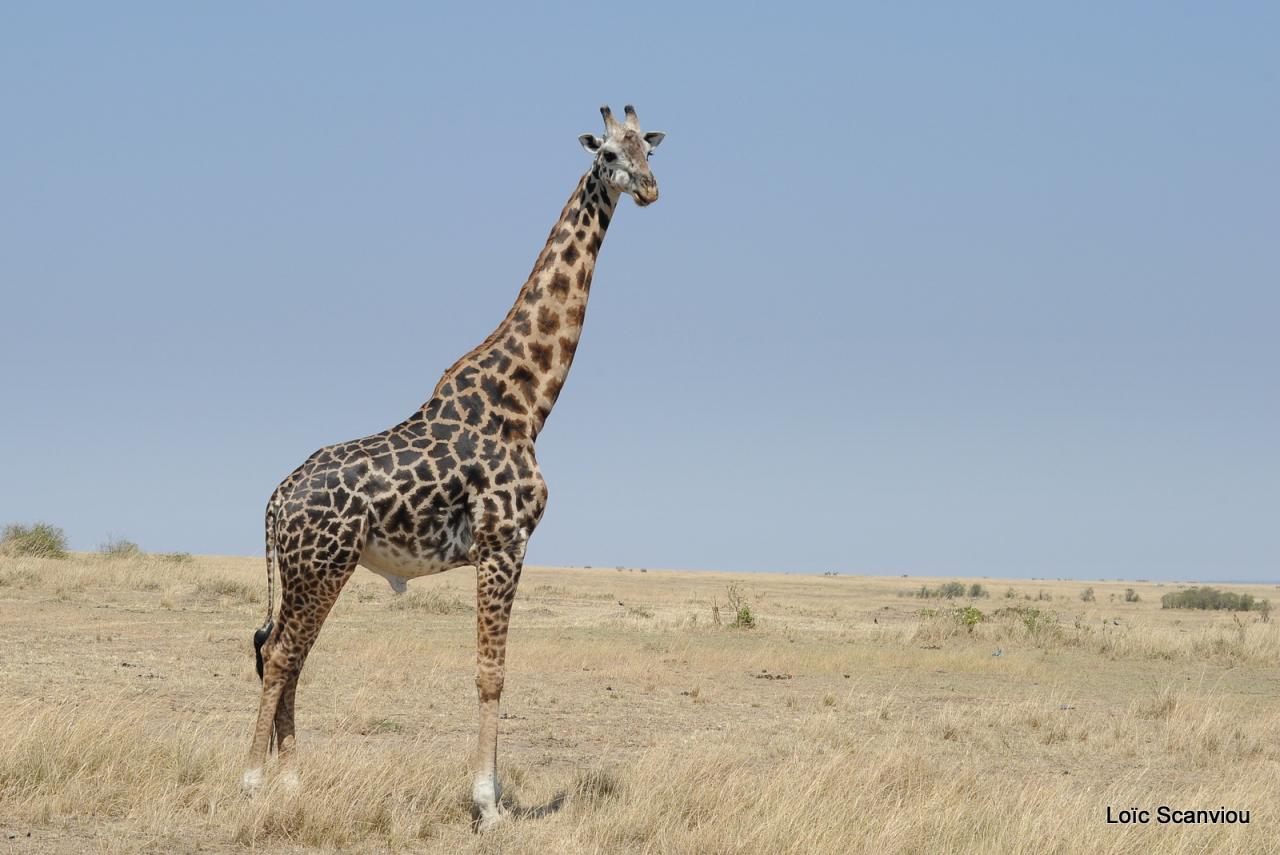 Girafe/Giraffe (3)