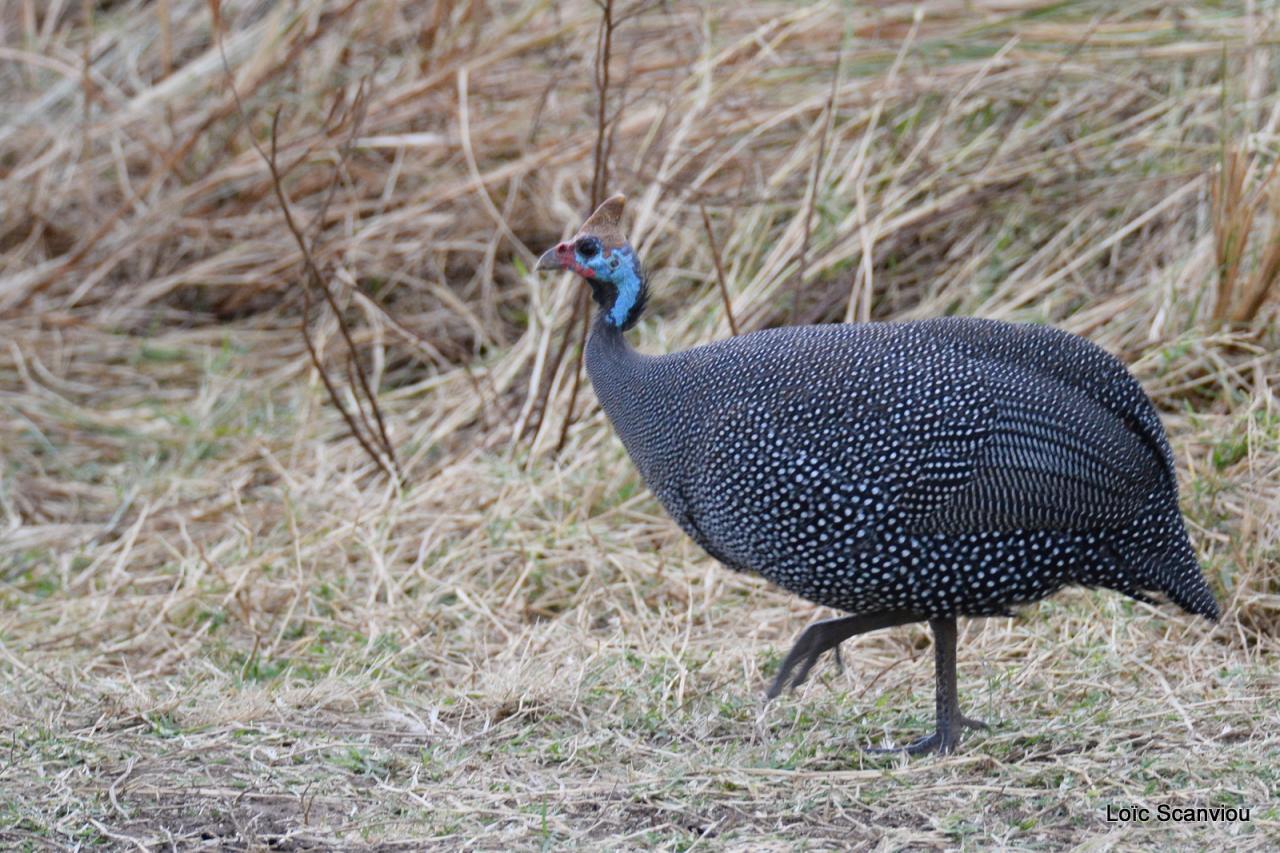 Pintade de Numidie/Helmeted Guineafowl (1)