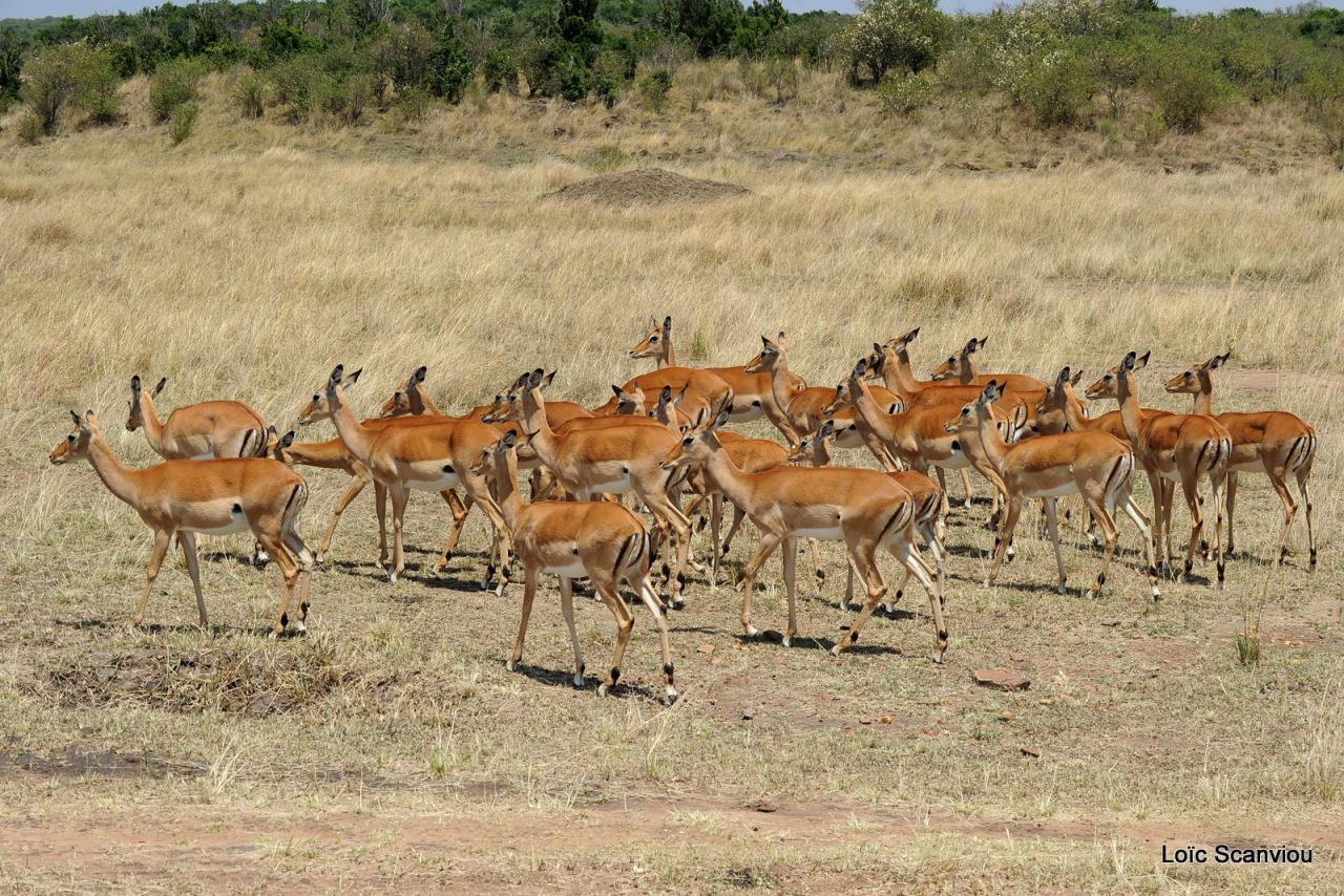 Impala (3)