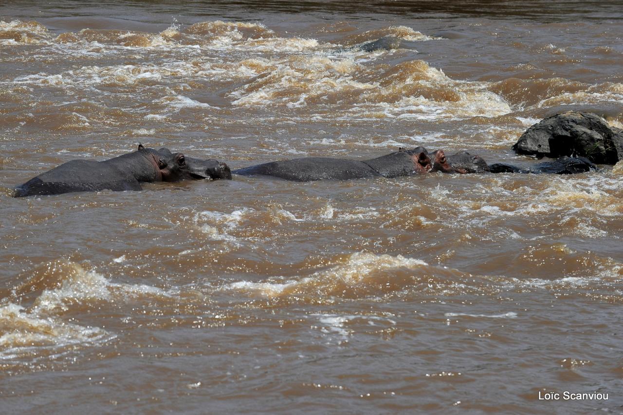 Hippopotame/Hippopotamus 