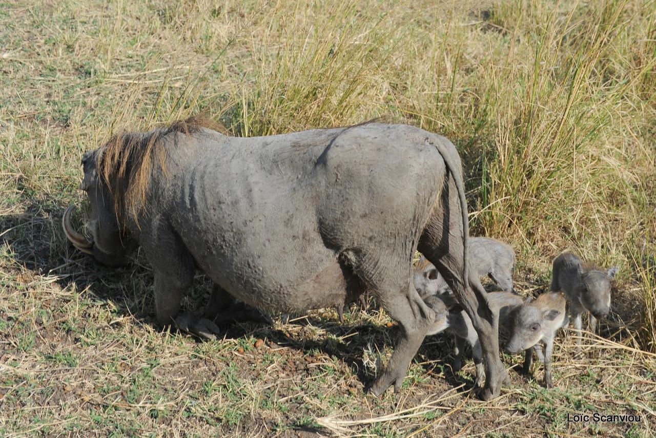 Phacochère/Warthog (8)