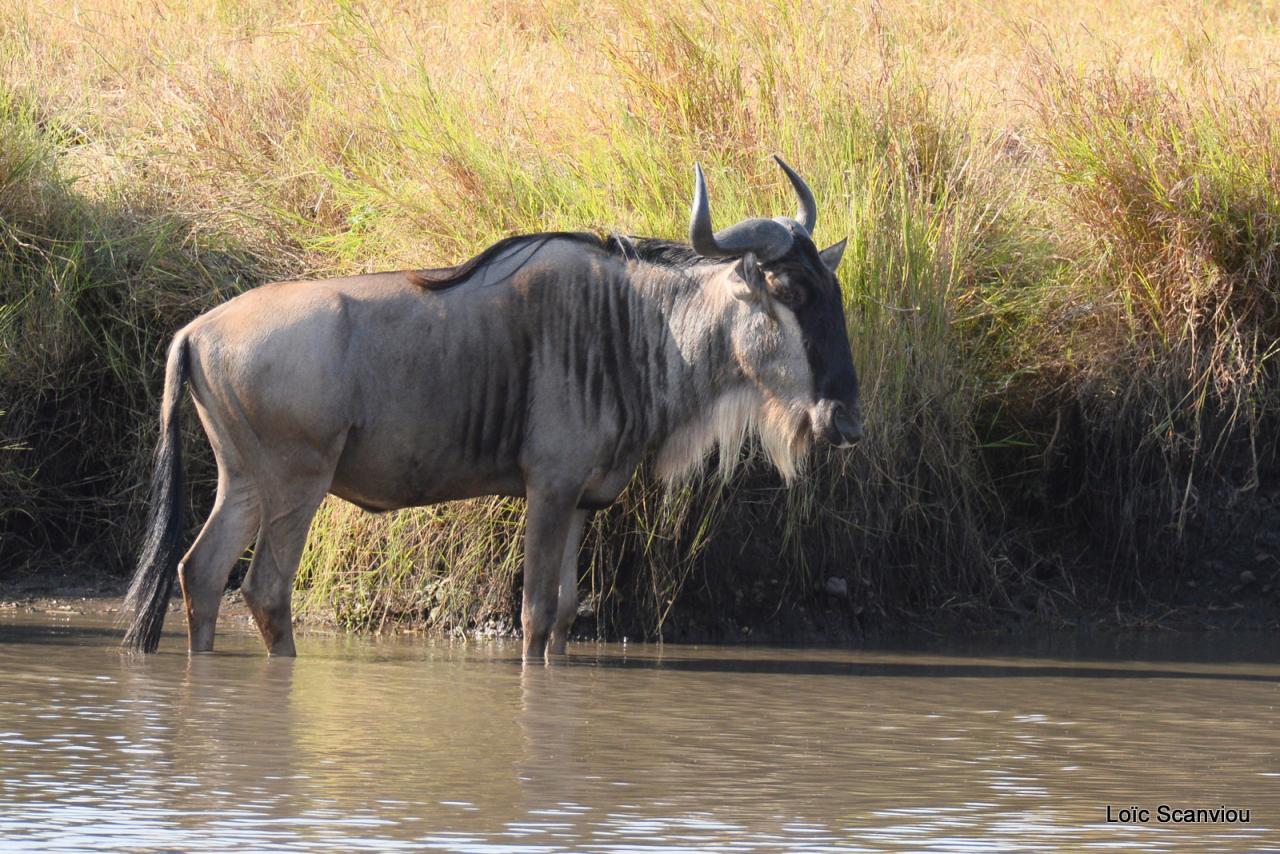 Migration des gnous/Wildebeest Migration (38)