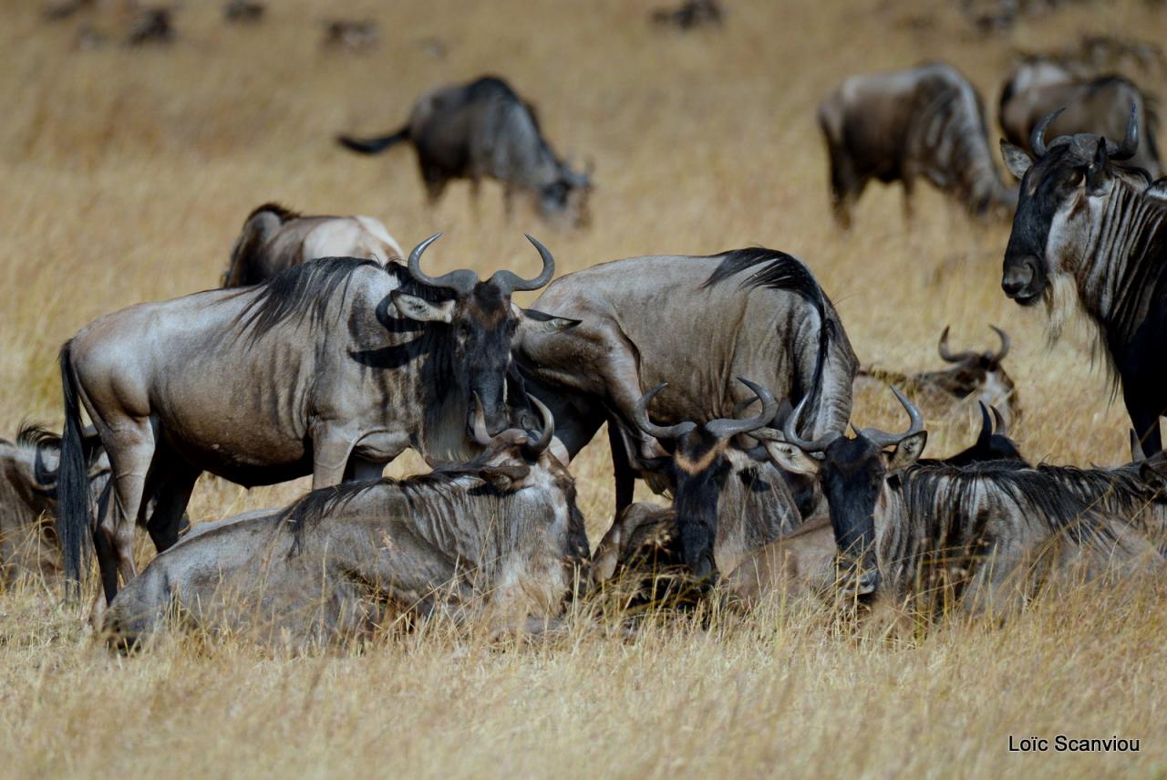 Migration des gnous/Wildebeest Migration (39)