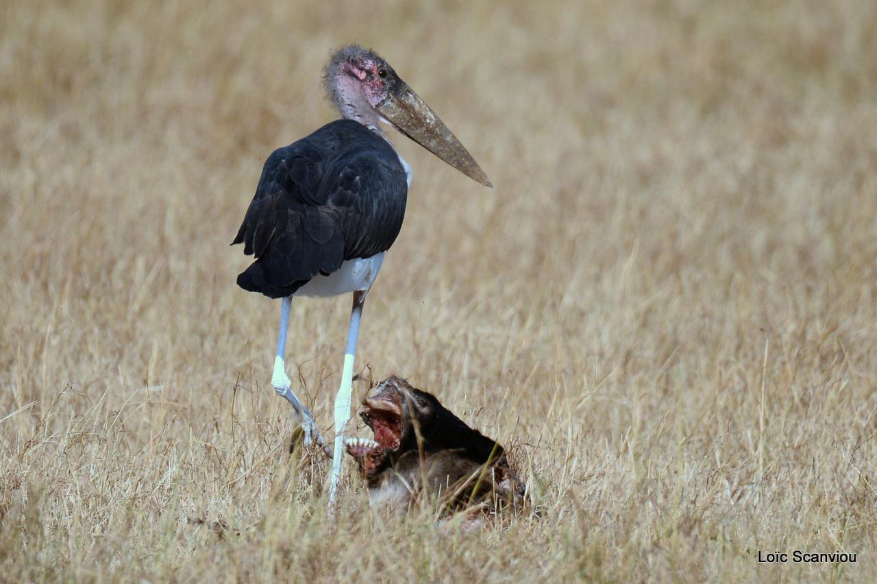 Marabout/Marabou Stork (6)