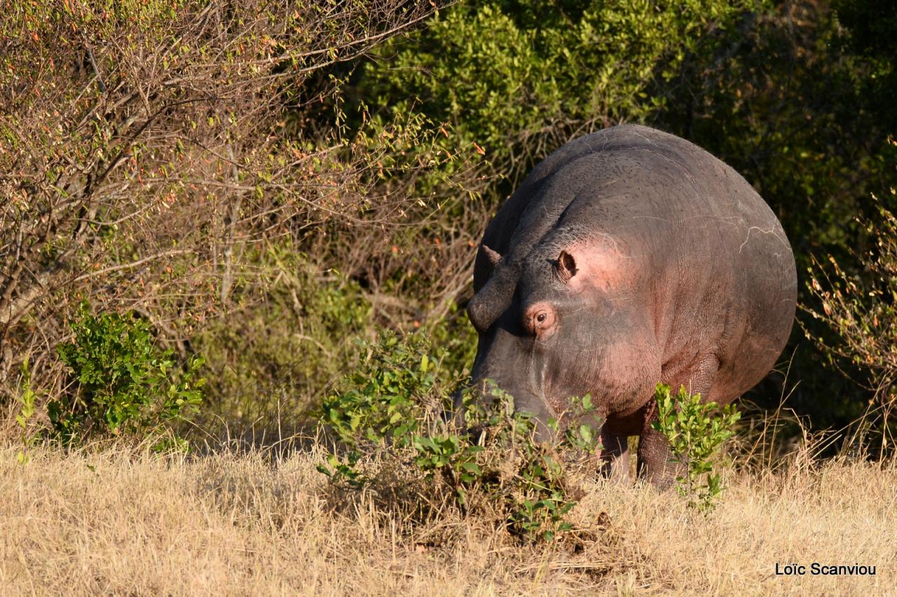 Hippopotame/Hippopotamus (15)