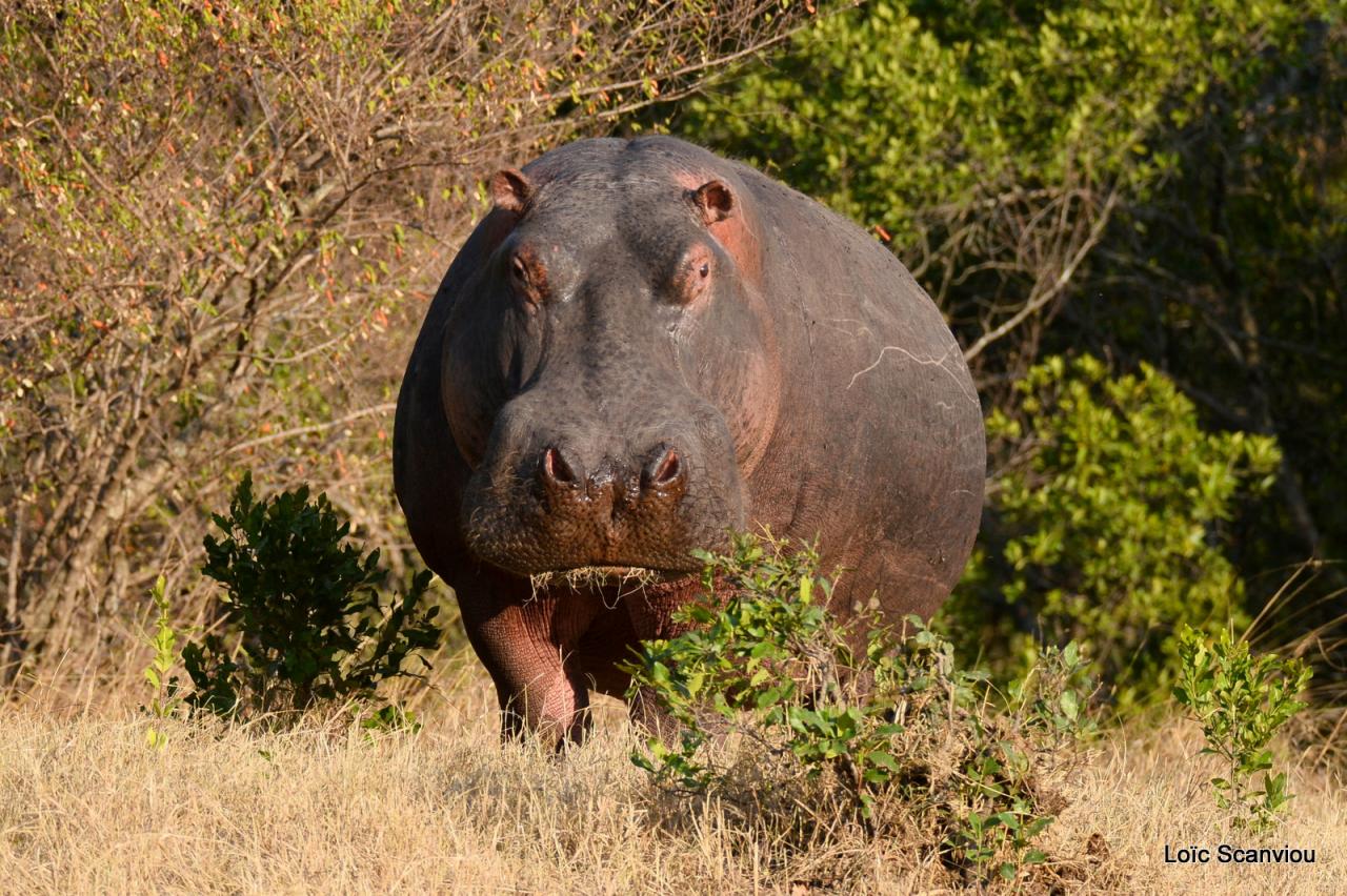 Hippopotame/Hippopotamus (16)