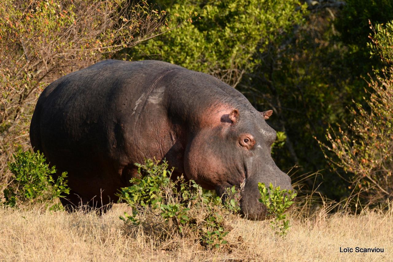 Hippopotame/Hippopotamus (17)