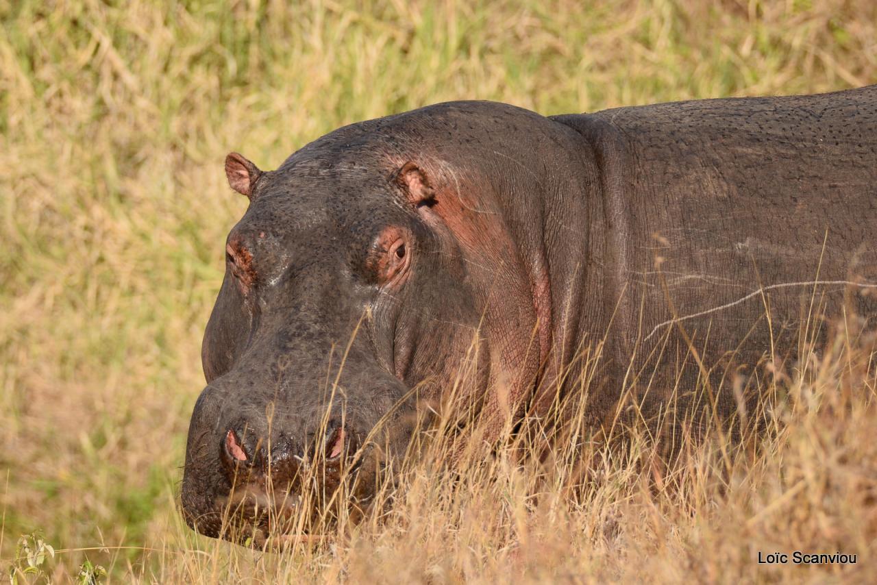 Hippopotame/Hippopotamus (18)