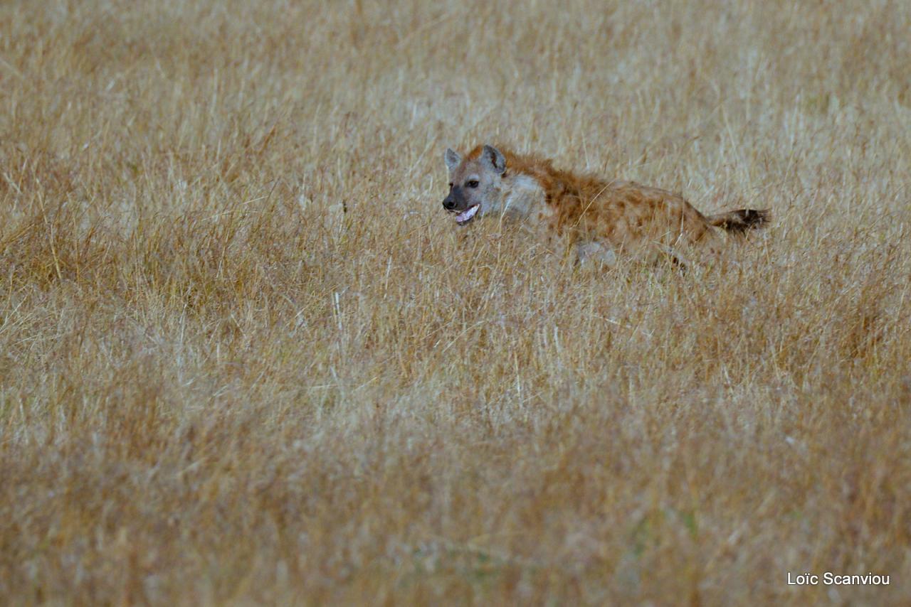 Hyène tachetée/Spotted Hyena 