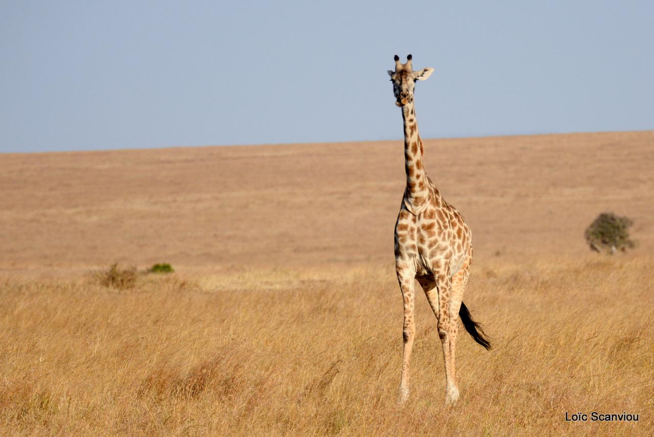 Girafe/Giraffe (4)