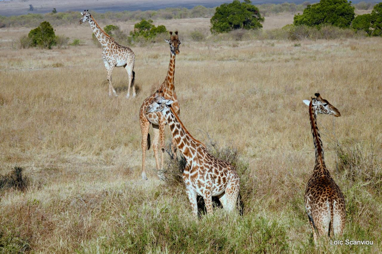 Girafe/Giraffe (5)