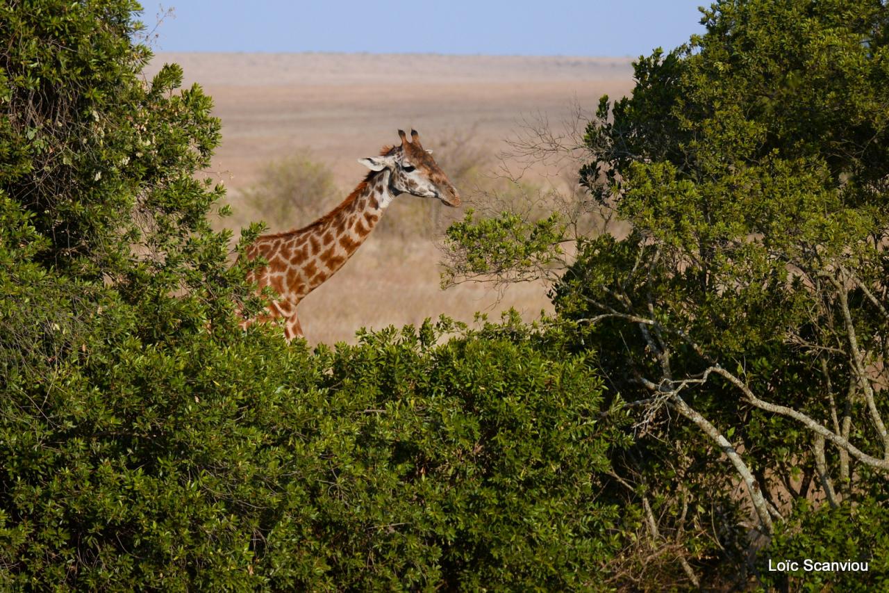 Girafe/Giraffe (6)