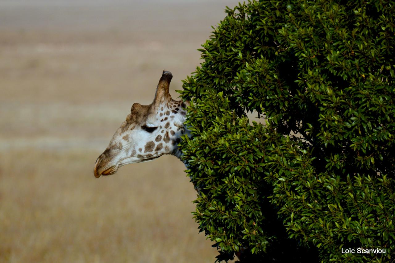 Girafe/Giraffe (7)