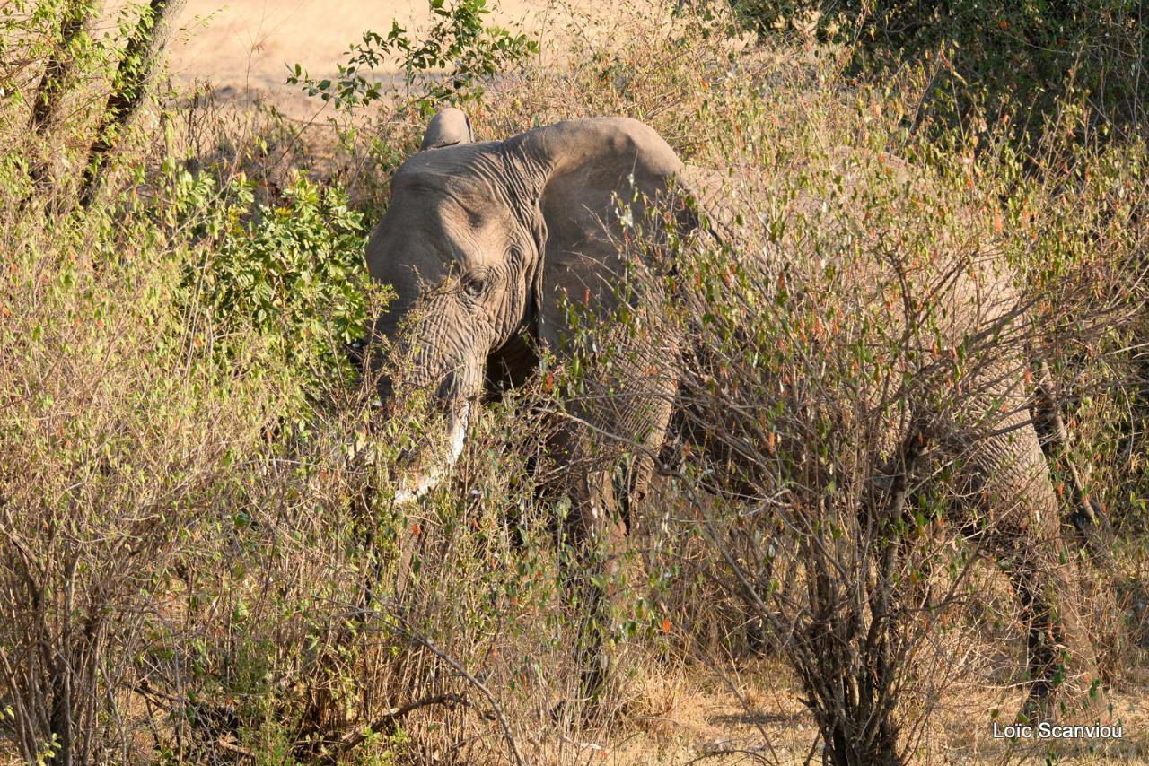 Eléphant (7)