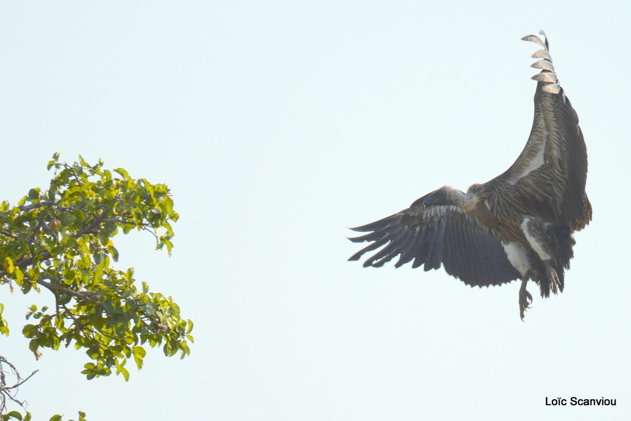 Vautour/Vulture (9)
