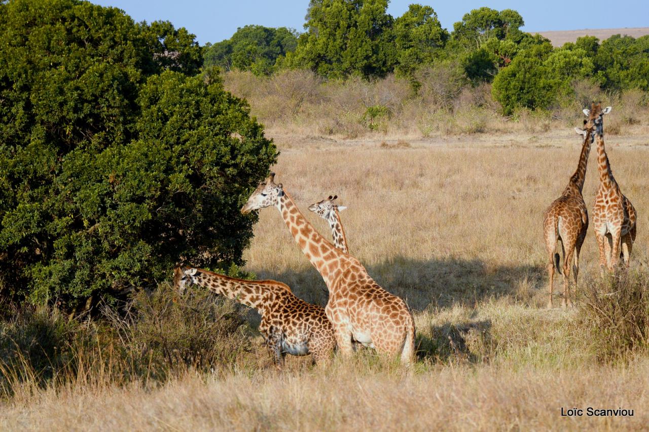 Girafe/Giraffe (8)