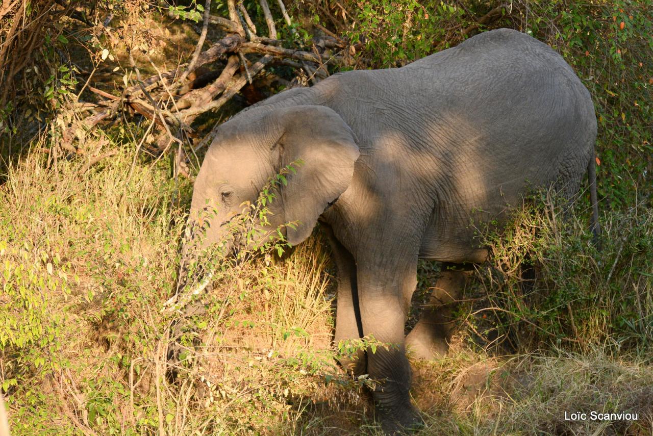 Eléphant (8)
