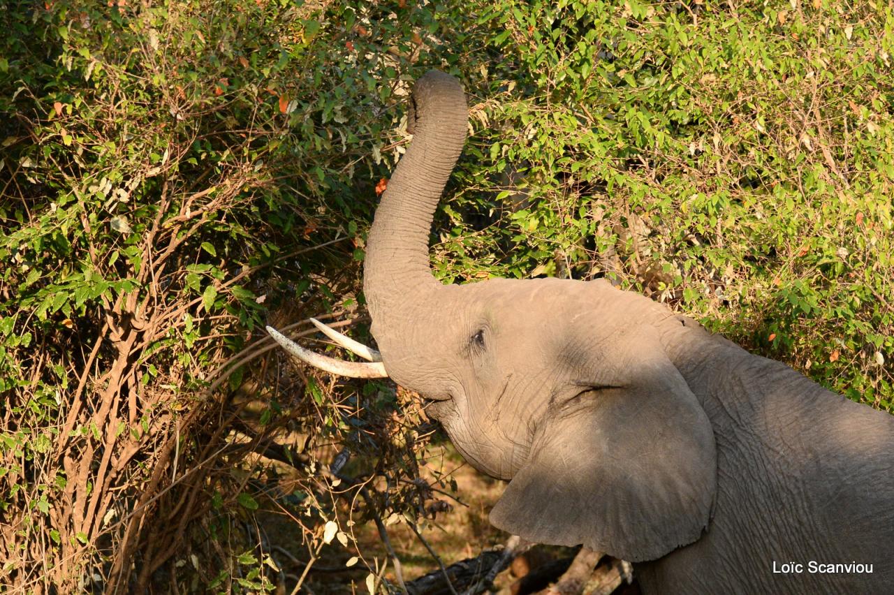 Eléphant (9)