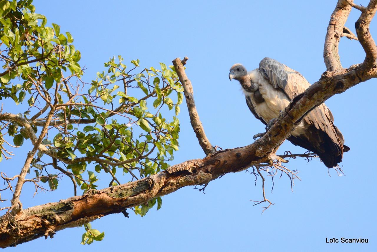 Vautour/Vulture (2)