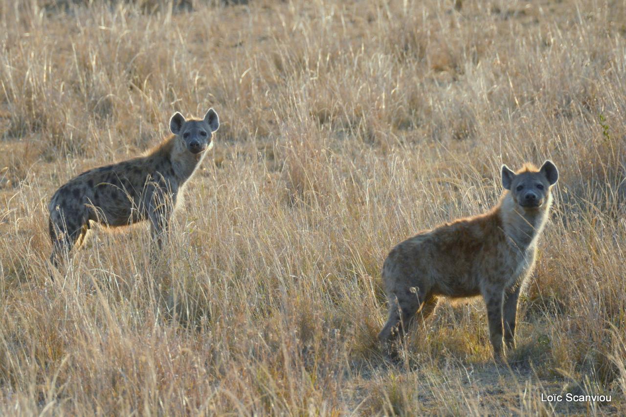 Hyène tachetée/Spotted Hyena (4)