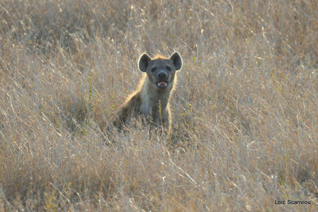Hyène tachetée/Spotted Hyena (5)