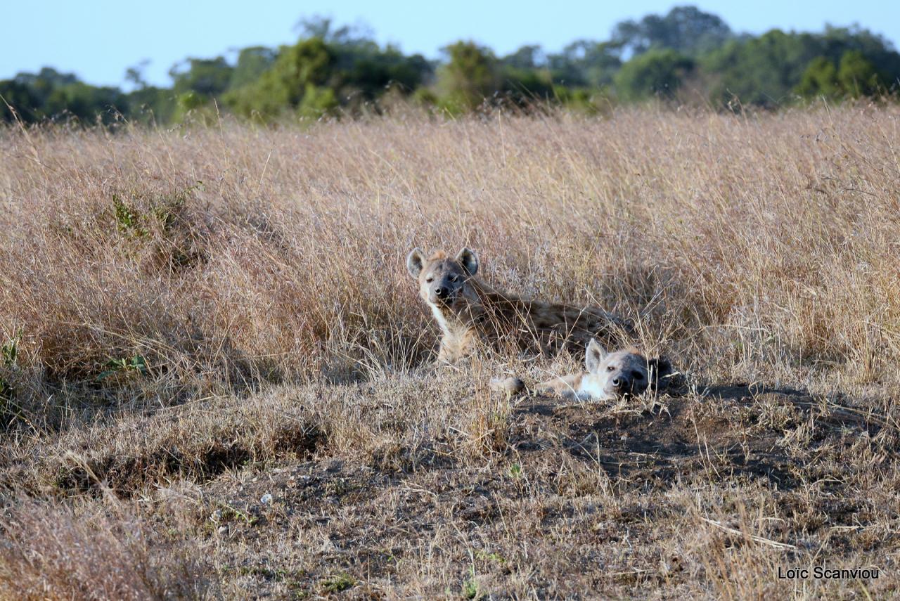 Hyène tachetée/Spotted Hyena (6)