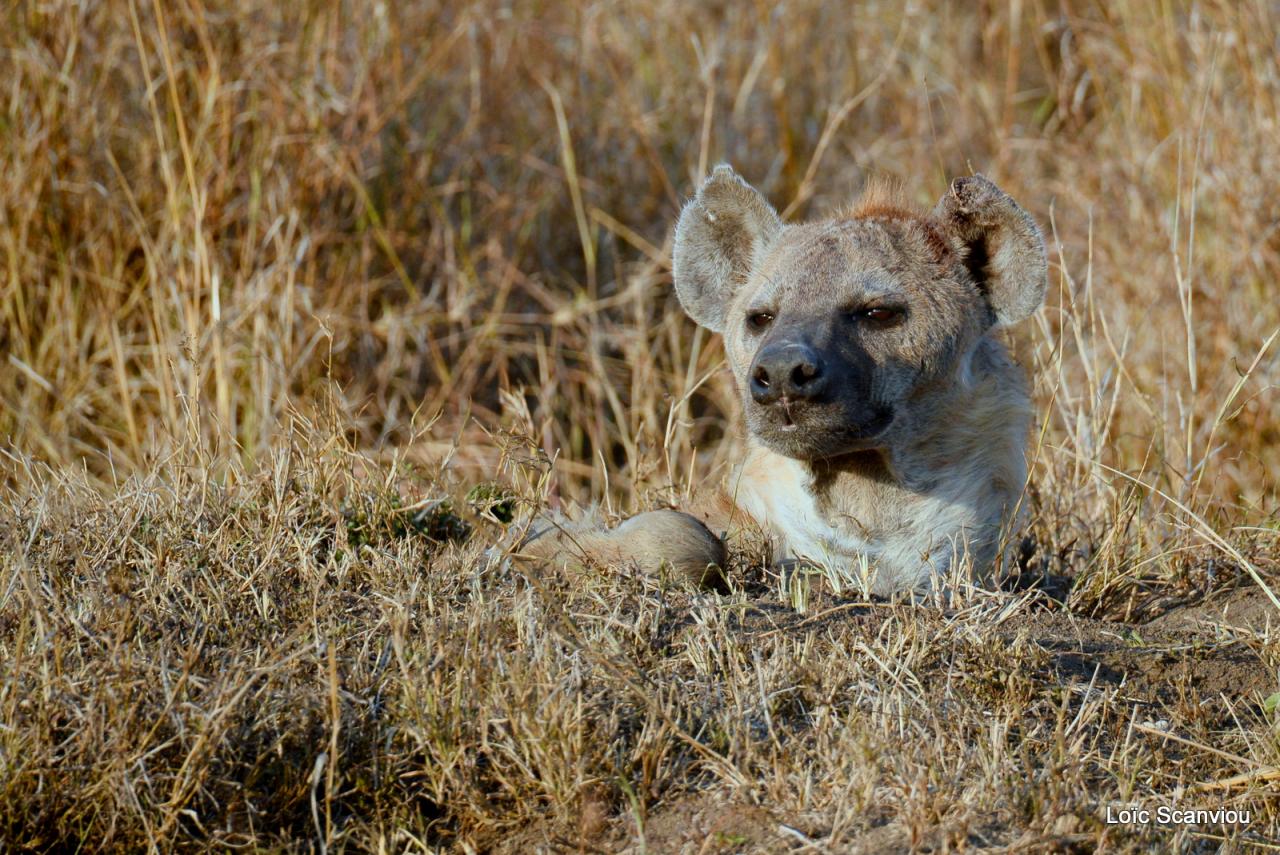 Hyène tachetée/Spotted Hyena (7)