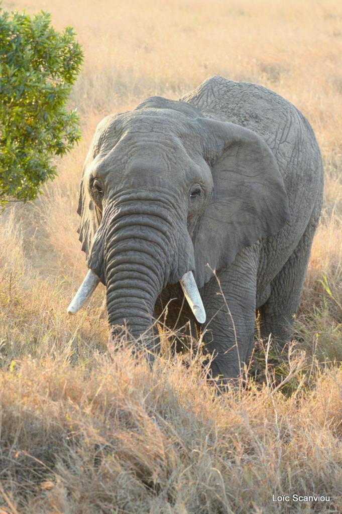 Eléphant (10)