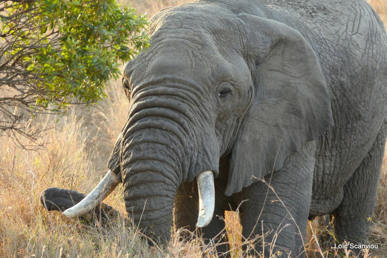 Eléphant (11)