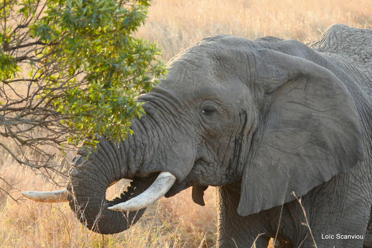 Eléphant (12)