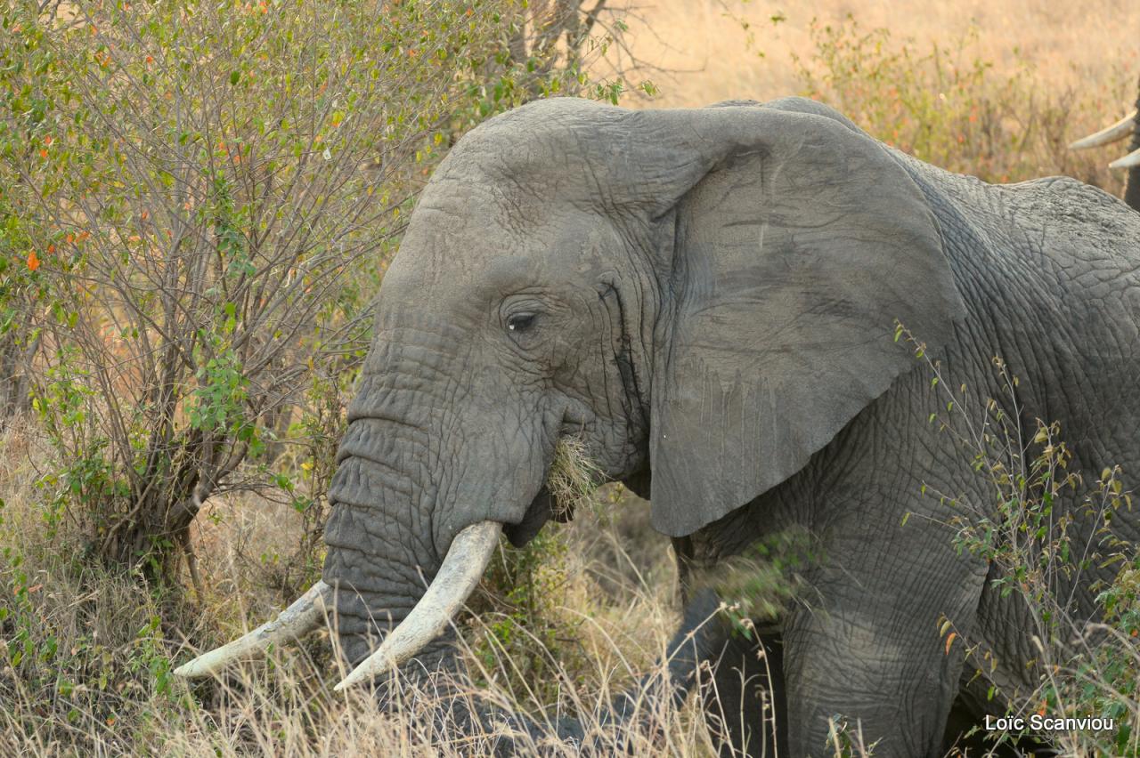 Eléphant (13)