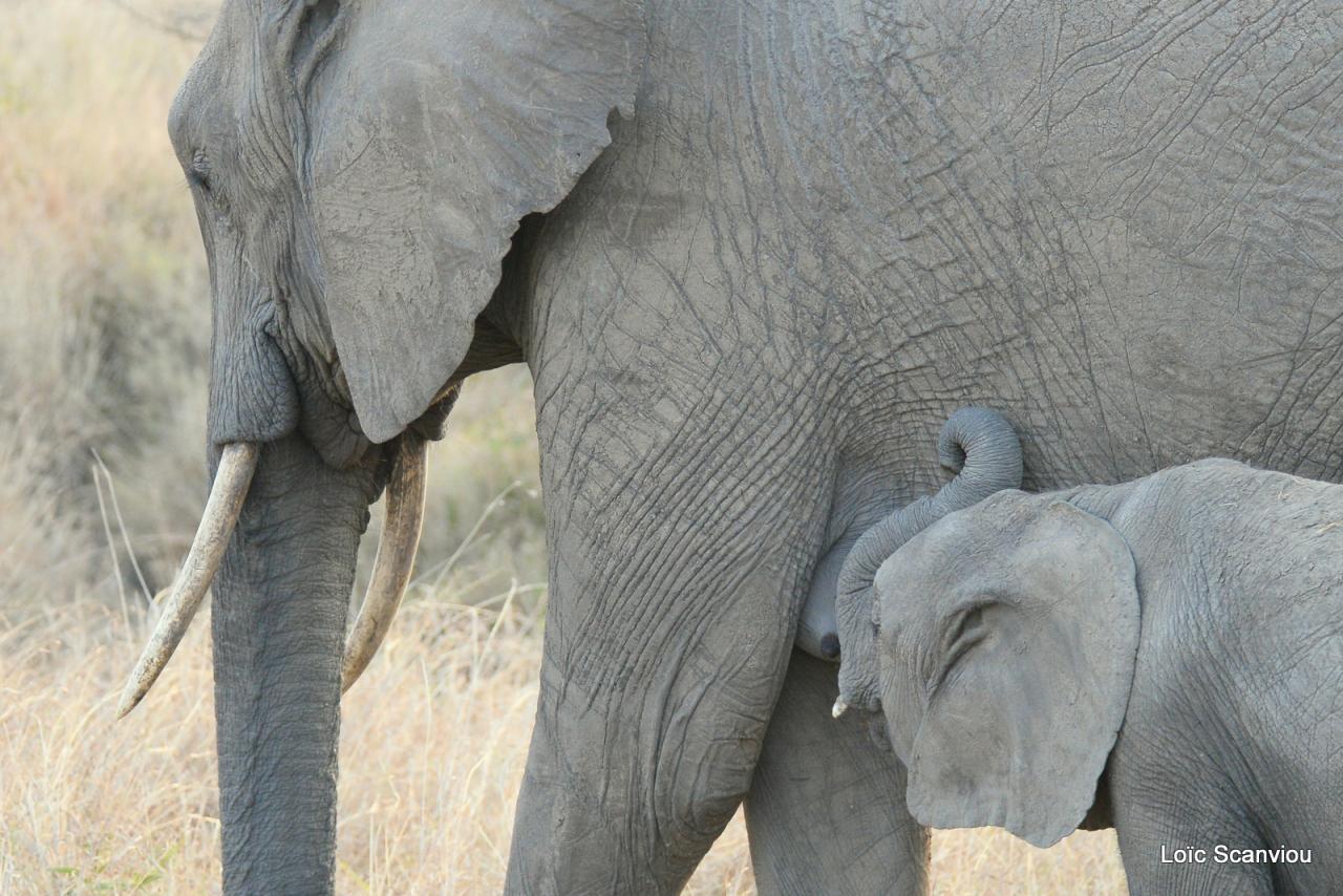 Eléphant (14)