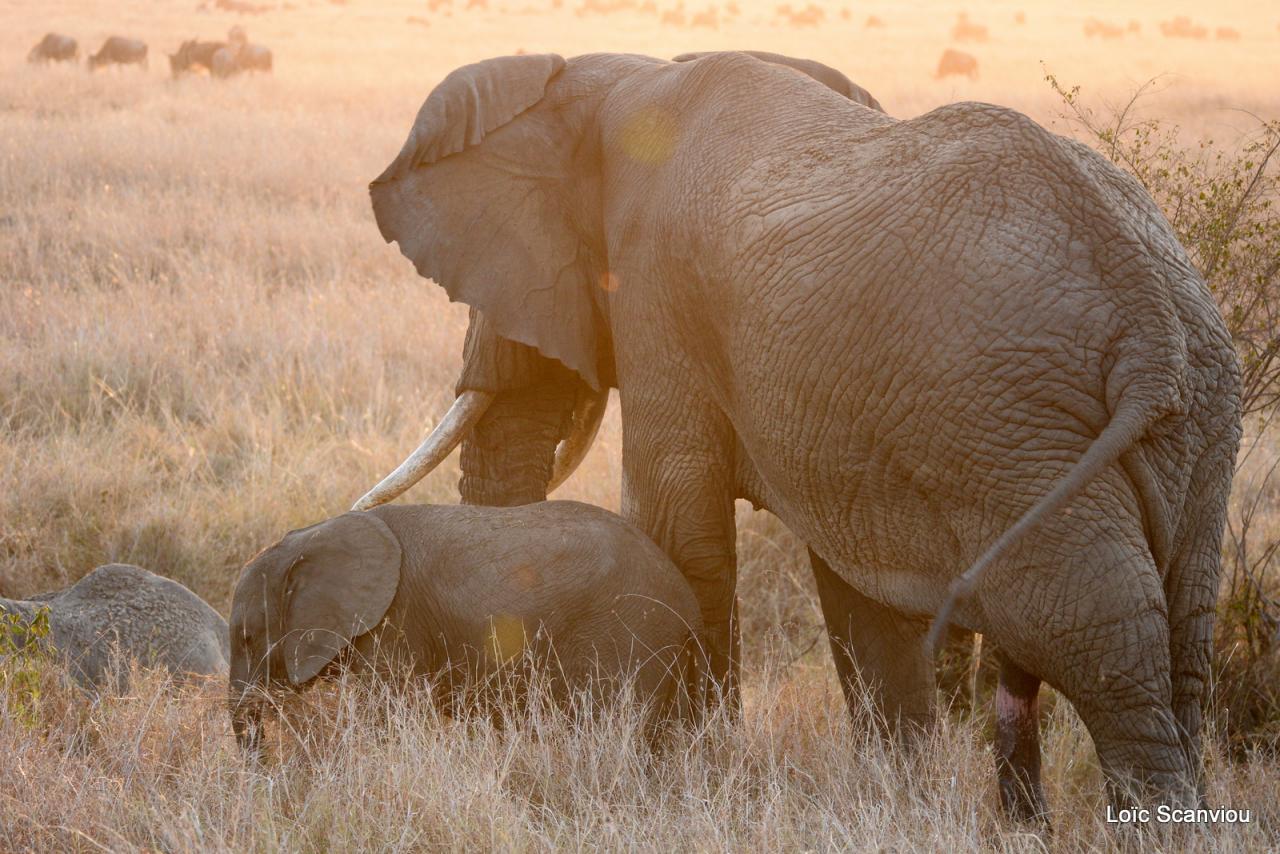 Eléphant (15)