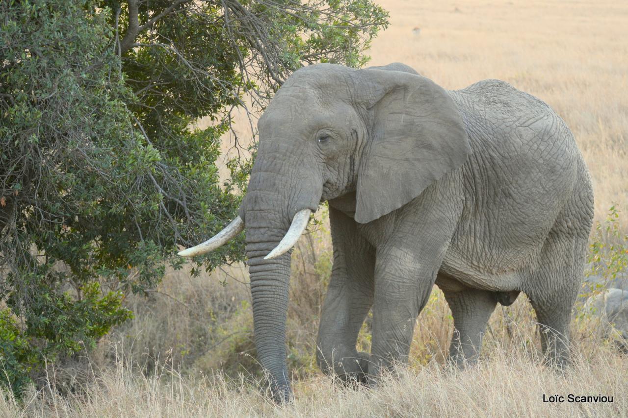 Eléphant (16)