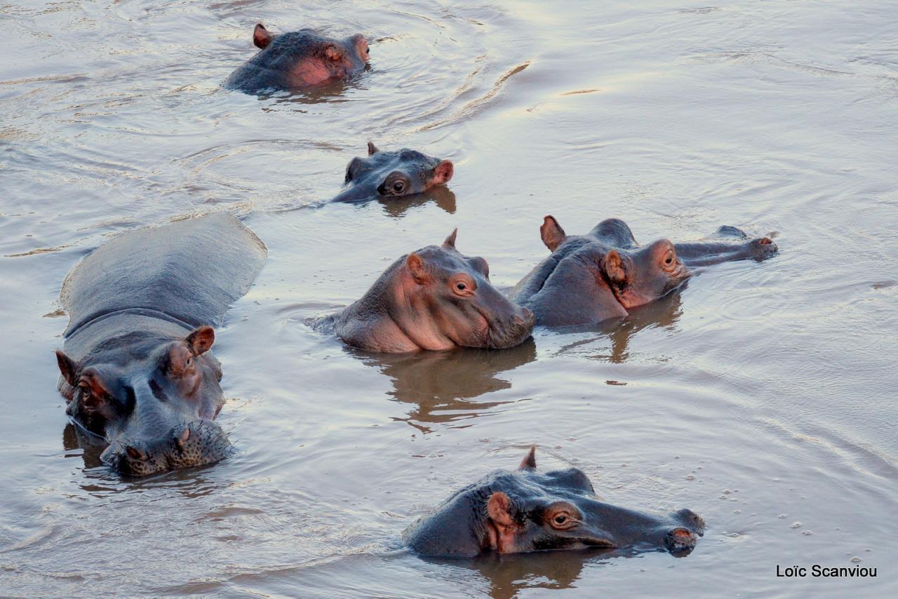 Hippopotame/Hippopotamus (19)