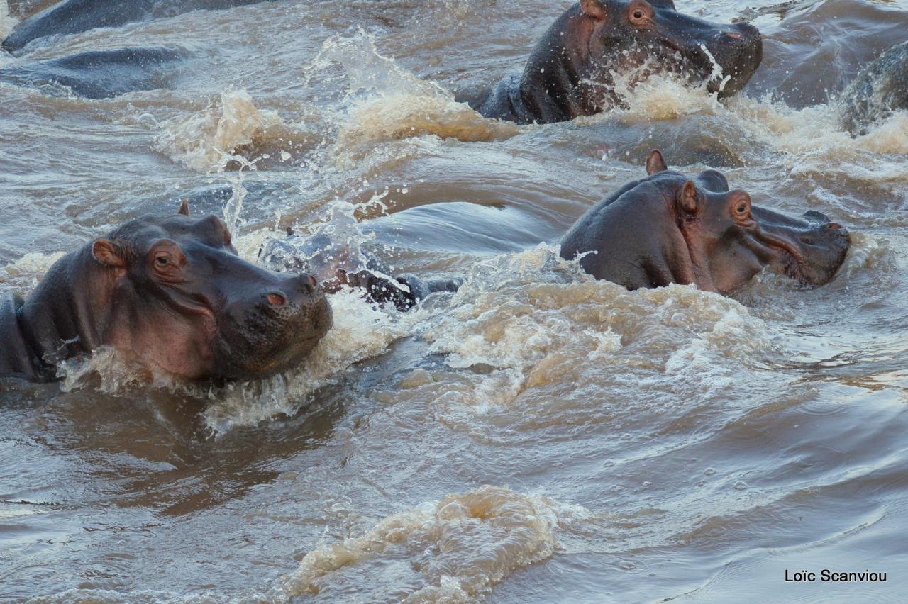 Hippopotame/Hippopotamus (20)
