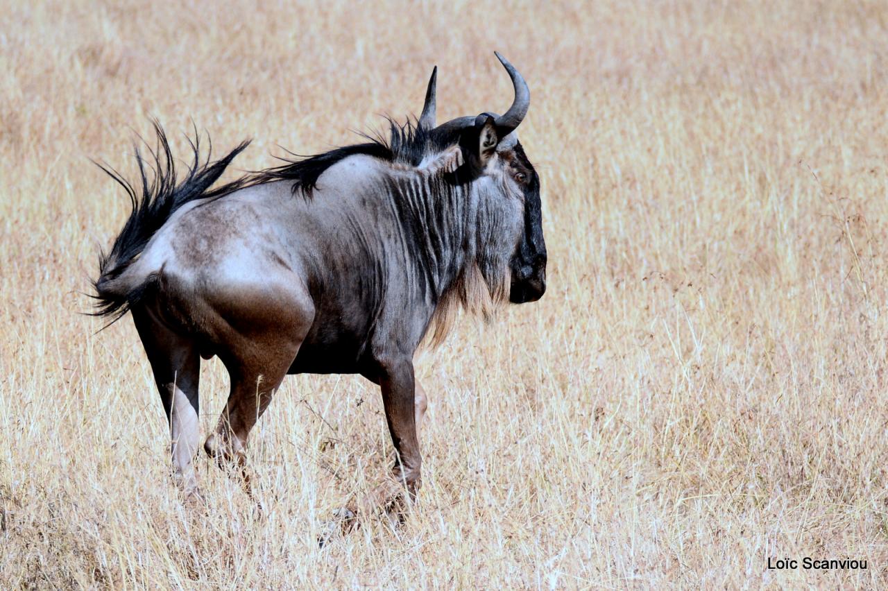 Migration des gnous/Wildebeest Migration (40)