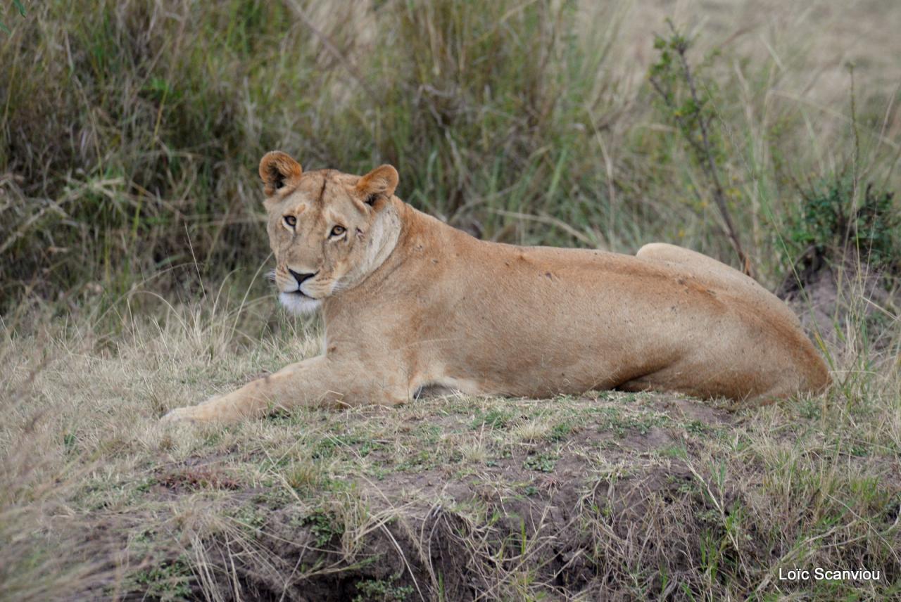 Lion (1)