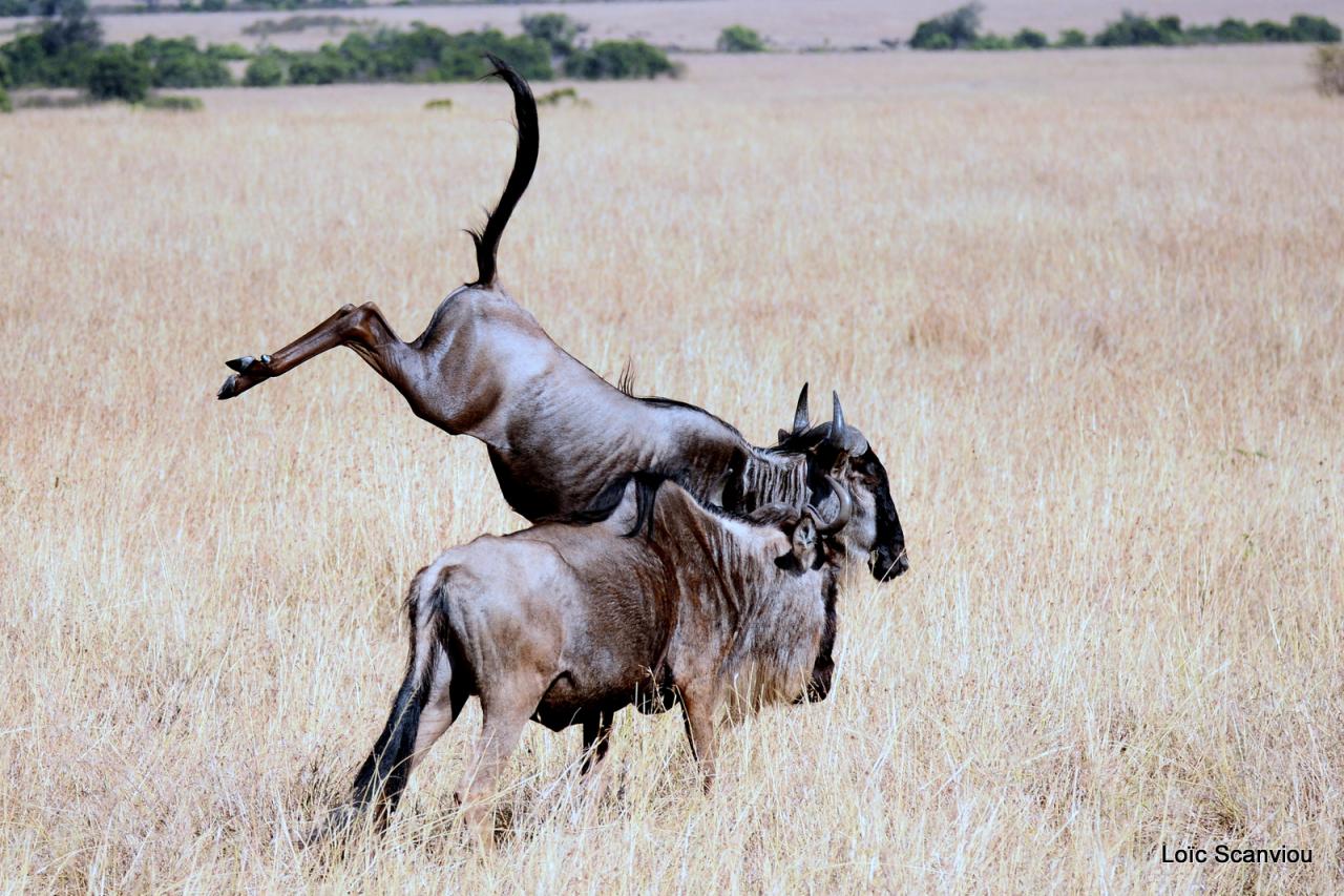 Migration des gnous/Wildebeest Migration (41)
