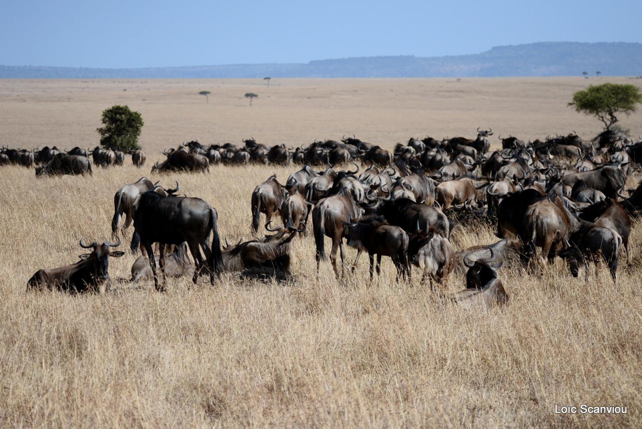 Migration des gnous/Wildebeest Migration (42)
