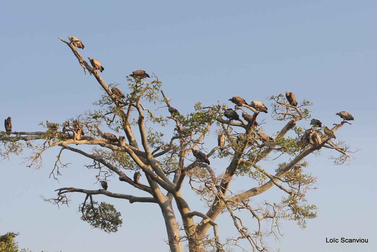 Vautours/Vultures (1)