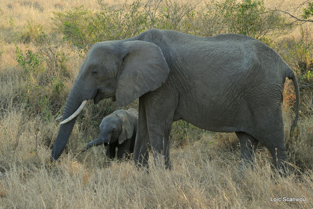 Eléphant (17)