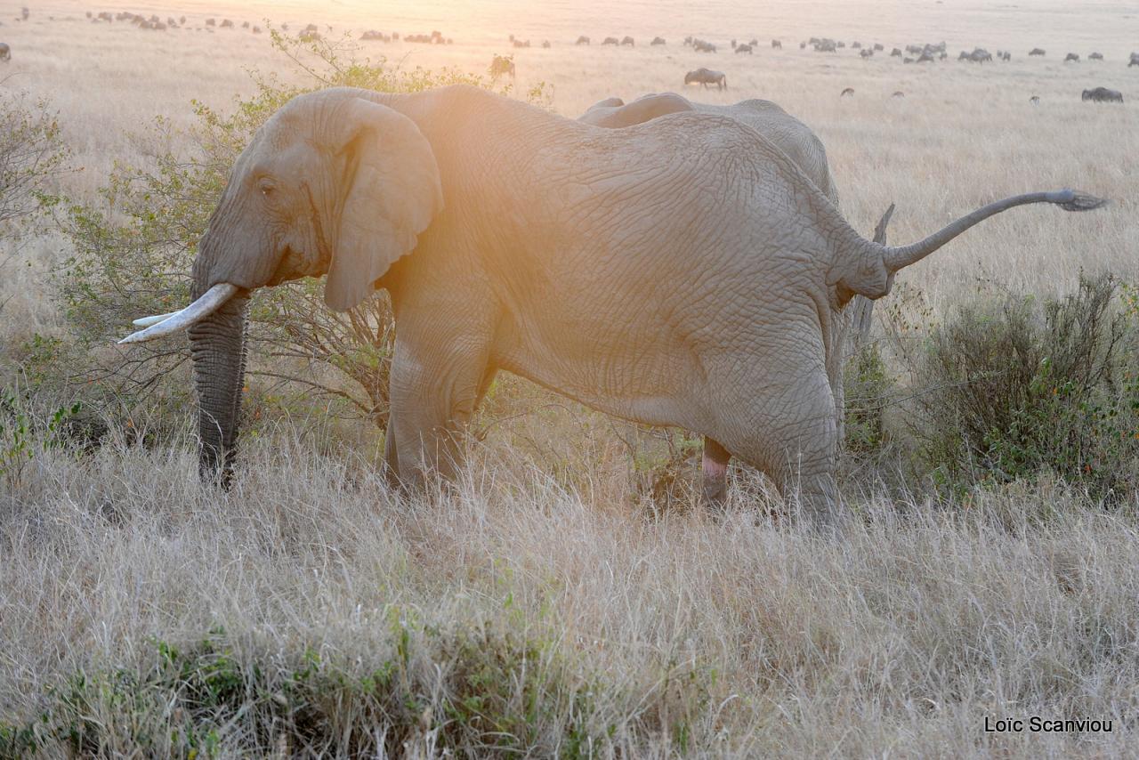 Eléphant (19)