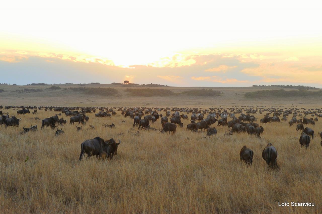 Migration des gnous/Wildebeest Migration (43)