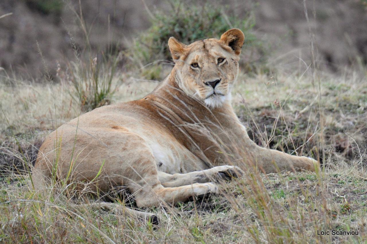 Lion (2)