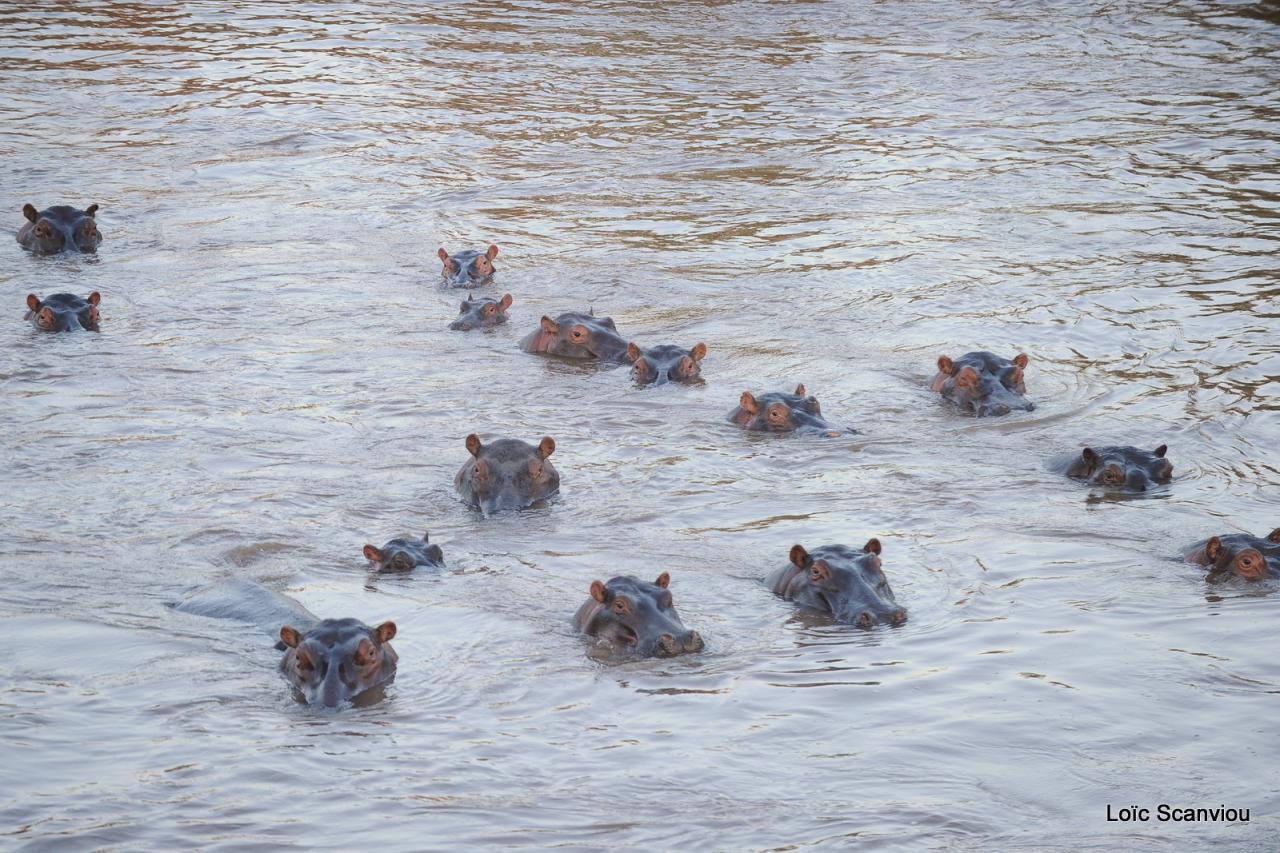Hippopotame/Hippopotamus (22)